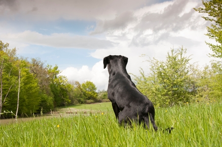 A black retriever in a fieldの写真素材