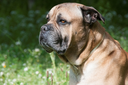 A close-up of a mastiff in a fieldの写真素材