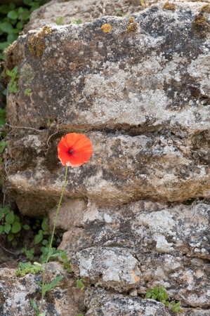 Flowers growing out of a wallの写真素材
