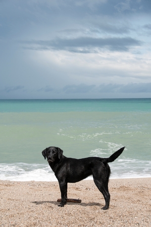 A black retriever by the beachの写真素材