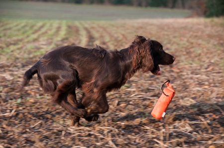 A dog with a chew toyの写真素材