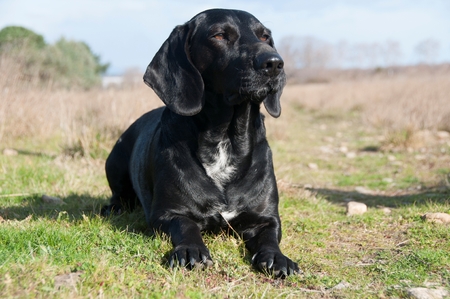 A black retriever sittingの写真素材