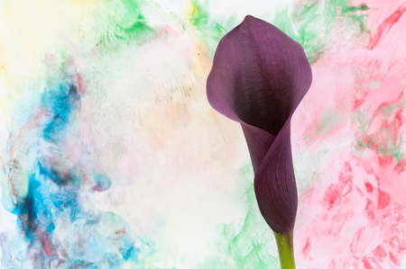 A lily with an artistic backgroundの写真素材