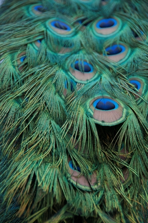 A close-up of peacock feathersの写真素材