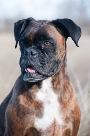 A boxer sittingの写真素材