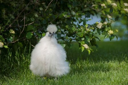 A fluffy chickenの写真素材