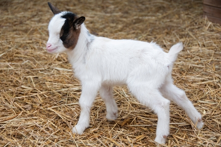 A baby goat on a farの写真素材