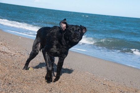 A black retriever on the beachの写真素材