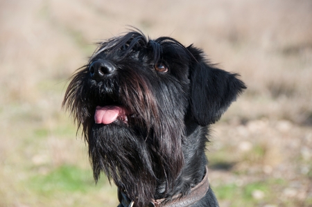 A Schnauzer sittingの写真素材
