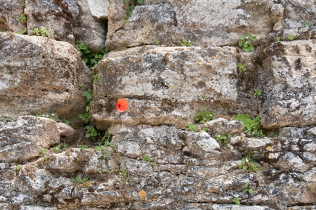 Flowers growing out of a wallの写真素材