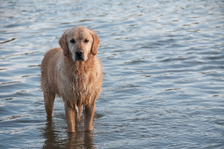 A wet golden retrieverの写真素材