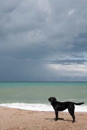 A black retriever by the beachの写真素材