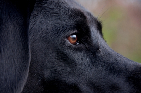 A close-up of a black retrievers faceの写真素材