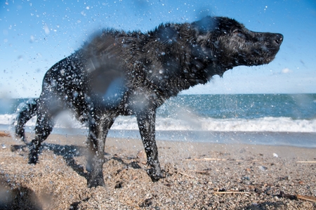 A black retriever shaking to get dryの写真素材