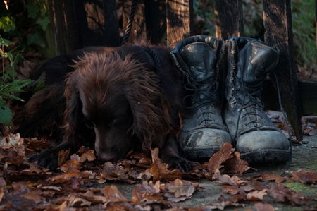 A dog waiting by a gateの写真素材
