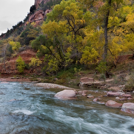 Stream flowing through a forest, Zion National Park, Utah, USAの写真素材
