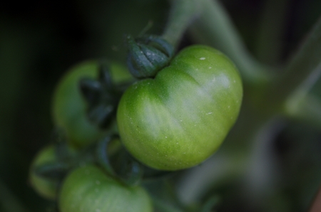Fresh green tomato growing on a plant, Lake of the Woods, Ontario, Canadaの写真素材