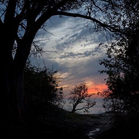Silhouette of trees on the coast at sunset, Sayulita, Nayarit, Mexicoの写真素材