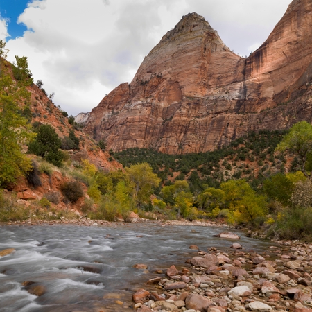 Stream flowing through a forest, Zion National Park, Utah, USAの写真素材