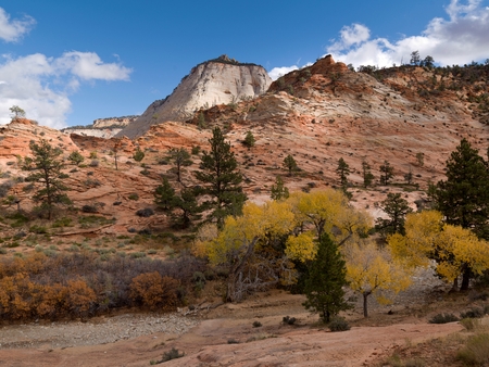 Trees in a desert, Zion National Park, Utah, USAのeditorial素材