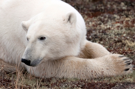 Polar bear (Ursus maritimus), Churchill, Manitoba, Canadaの写真素材