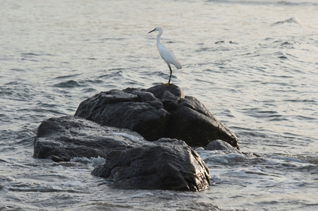Egret on a rock in the sea, Sayulita, Nayarit, Mexicoの写真素材