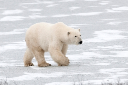 Polar bear (Ursus maritimus), Churchill, Manitoba, Canadaの写真素材