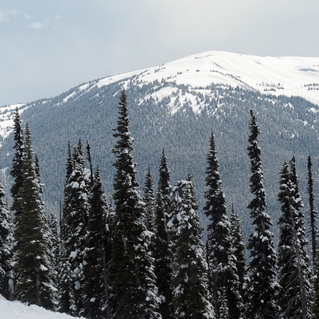 Trees in a forest with snowcapped mountain in the background, Whistler, British Columbia, Canadaの写真素材