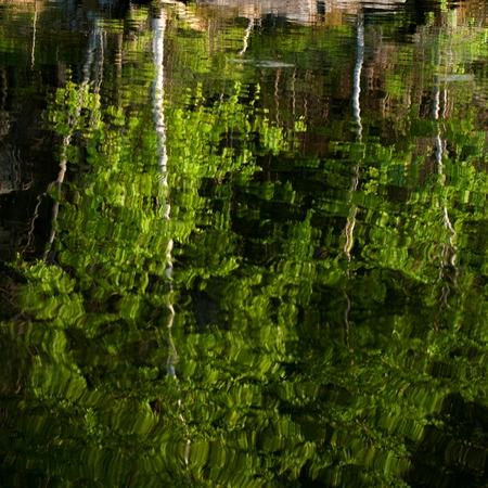 Reflection of a tree in a lake, Lake of the Woods, Ontario, Canadaの写真素材