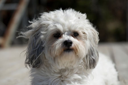 Close-up of a puppyの写真素材