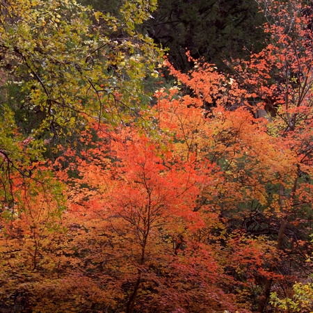 Maple trees in a forest, Zion National Park, Utah, USAの写真素材