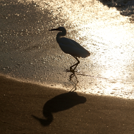 Egret on the beach, Sayulita, Nayarit, Mexicoの写真素材