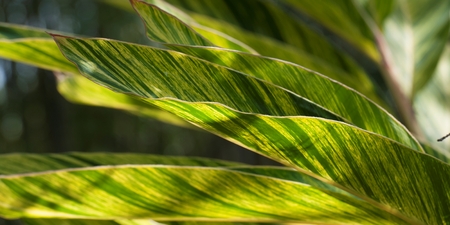 Details of leaves at Universal Studios, Orlando, Florida, USAの写真素材
