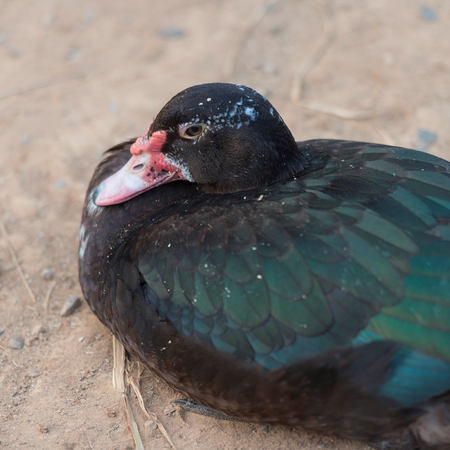 Yangshuo, Guilin, Guangxi, Chinaの写真素材