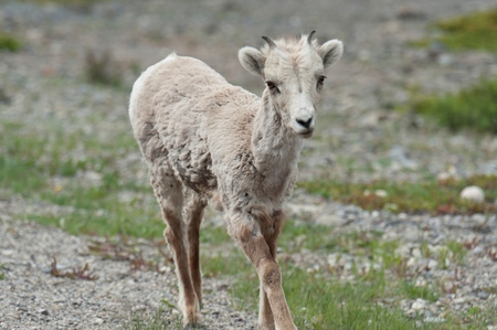 Bighorn sheep lamb (Ovis canadensis), Jasper National Park, Alberta, Canadaの写真素材