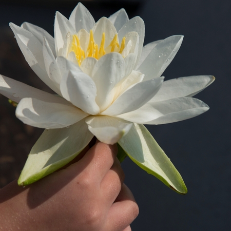 Lake of the Woods, Ontario, Canadaの写真素材