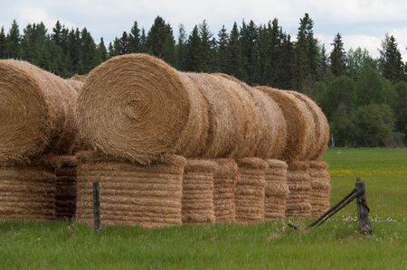 Hay bales in a field, Northern Alberta, Alberta, Canada