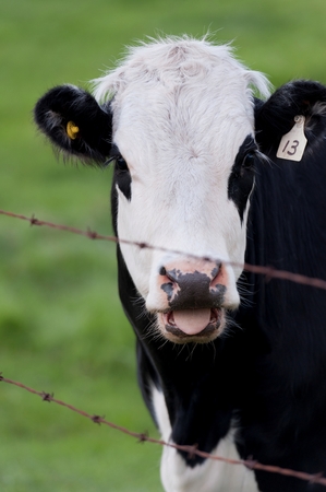 Close-up of a cow, Northern Alberta, Alberta, Canadaの写真素材