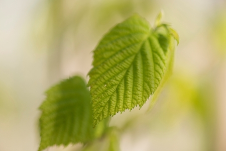 Lake of the Woods, Ontario, Canadaの写真素材