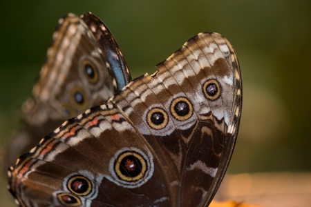 Close-up of a butterfly at Butterfly Palace, Branson, Taney County, Missouri, USAの写真素材