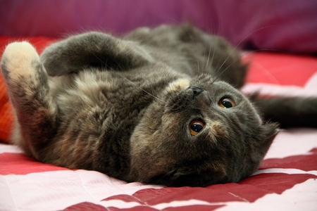 Cat playingの写真素材