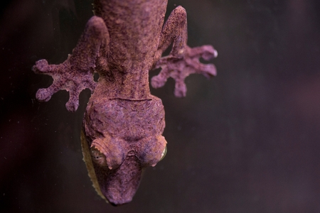 Close-up of a Lizard at Butterfly Palace, Branson, Taney County, Missouri, USAの写真素材