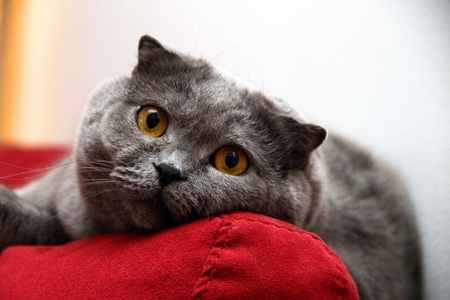 Catの写真素材