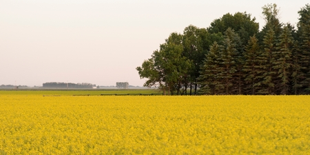 Oilseed rape (Brassica napus) crop in a field, Manitoba, Canada