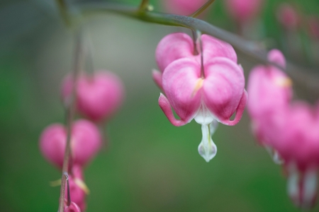 Lake of the Woods, Ontario, Canadaの写真素材