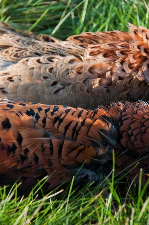 In the Countrysideの写真素材