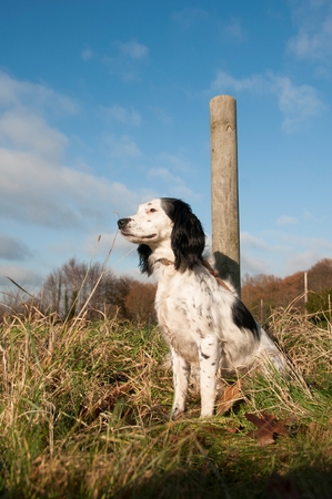 dog  In the Countrysideの写真素材