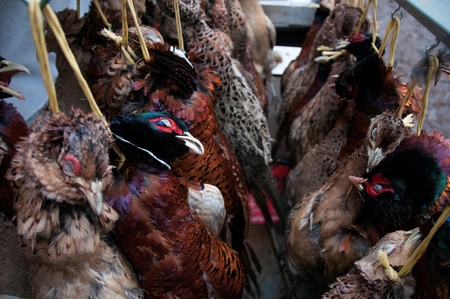 In the Countrysideの写真素材