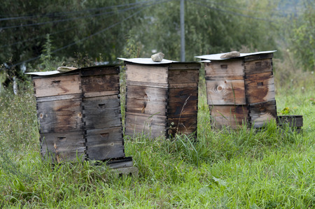 Honey beehive boxes in a field, Chokhor Valley, Bumthang District, Bhutan