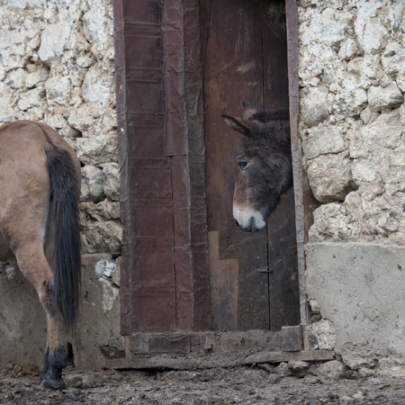 Two mules standing in a stable, Paro Valley, Paro District, Bhutanの写真素材